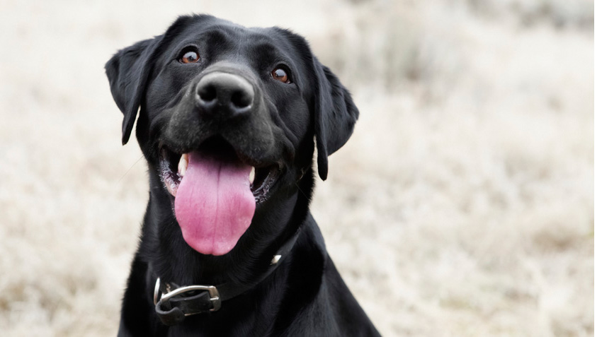 6 Signs Your Dog is Healthy | Checking Weight, Coat & Dental Health