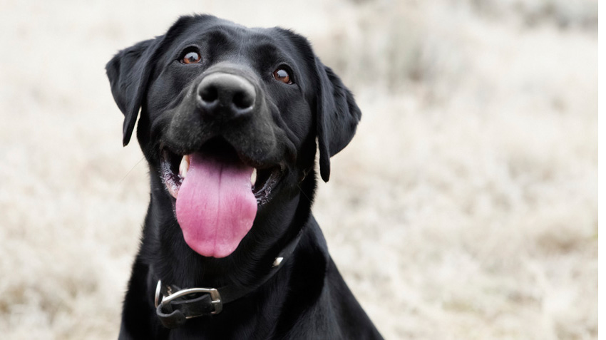 what are the signs of a healthy dog