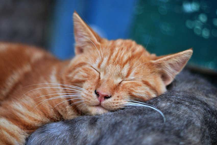 Top 50 Wackiest Cat Names of 2018