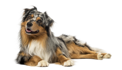 Australian shepherd standing — health planner for puppies through senior dogs