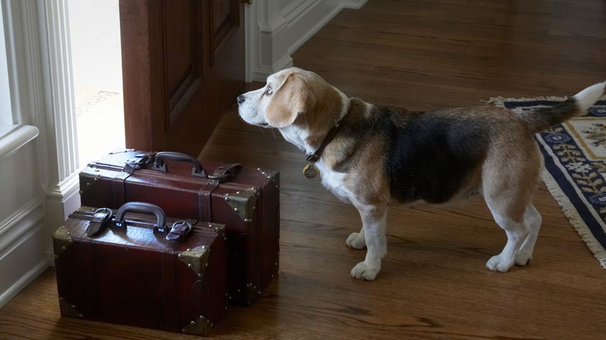 how old should a dog be before boarding