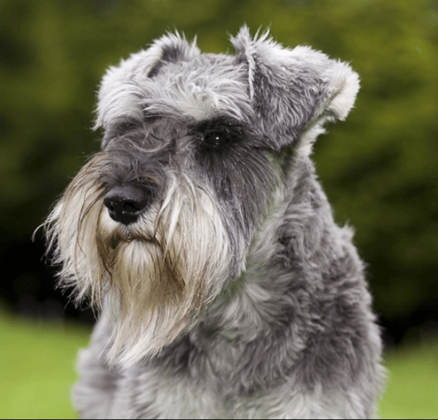 Schnauzer Miniature