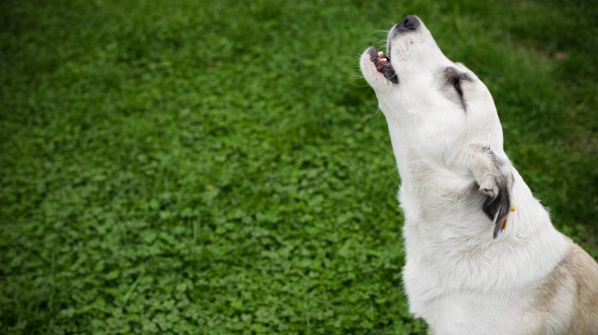 Why Dogs Howl at Sirens | Pet Health Insurance & Tips