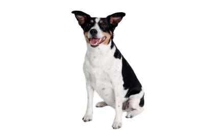 Rat Terrier standing — health planner for puppies through senior dogs