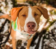 2023-WPN-maple-bacon-on-a-biscuit