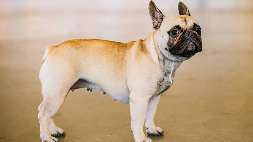 what is the best pet insurance for french bulldogs