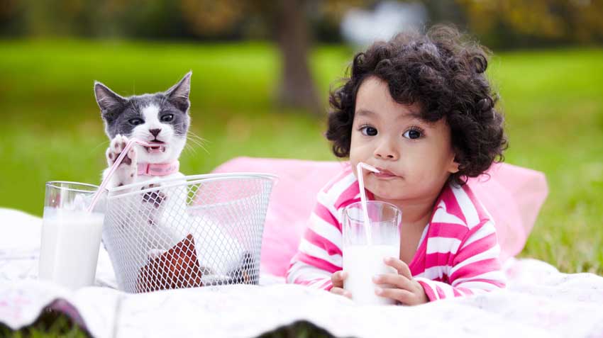 10 Best Cat Breeds for Kids