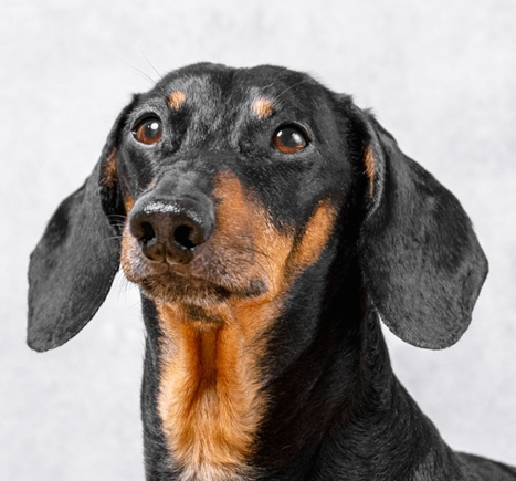 Dachshund Standard