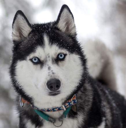 Siberian Husky