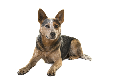 Australian Cattle Dog standing — health planner for puppies through senior dogs