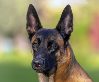 Belgian Malinois