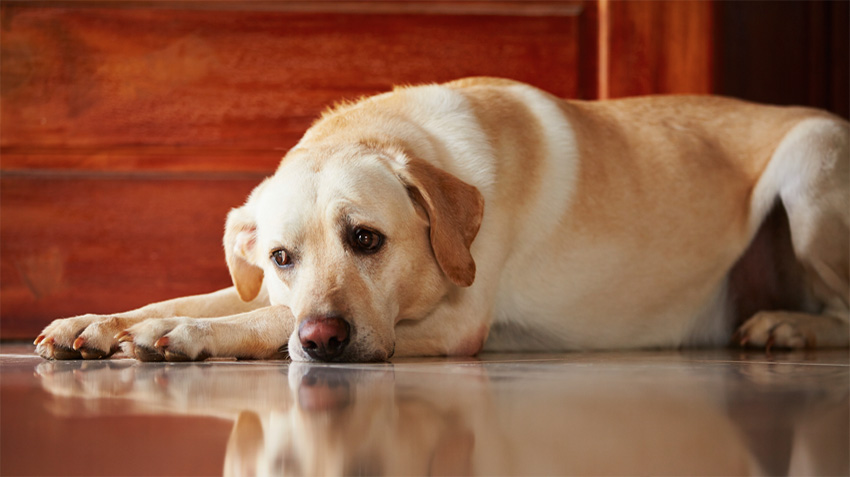Canine Phobias and Anxieties
