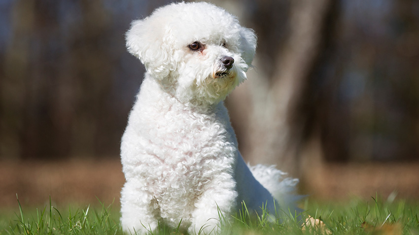 Picture of Fur-Free Spring: 10 Big Dog Breeds That Don't Shed