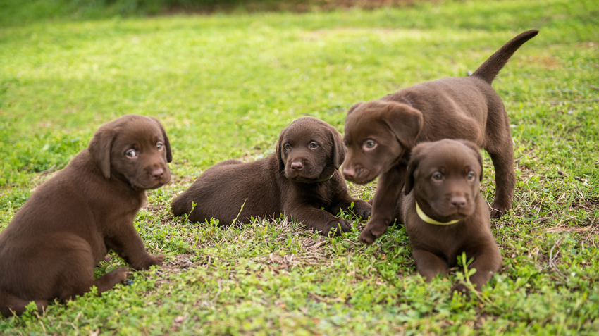 do dogs mourn their puppies