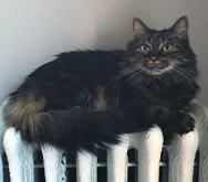 2023-WPN-spicy-beef-purrito