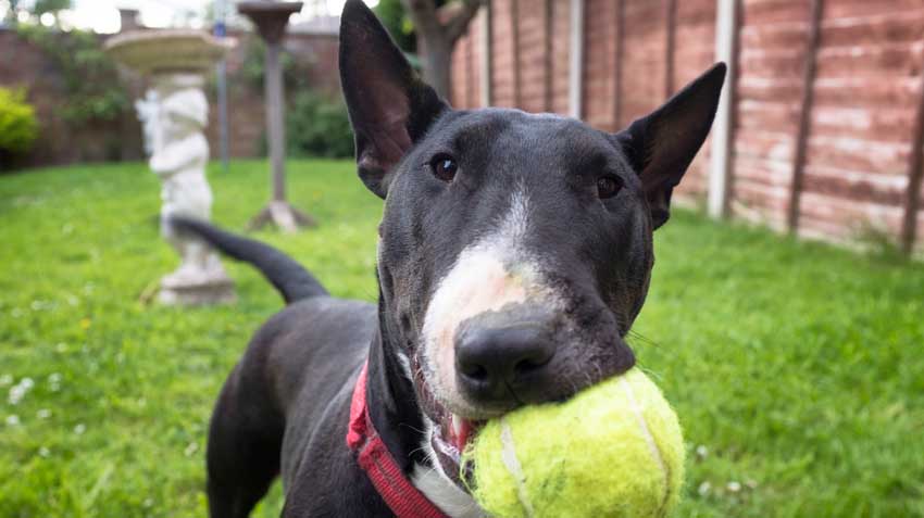 Fun Facts About Pets