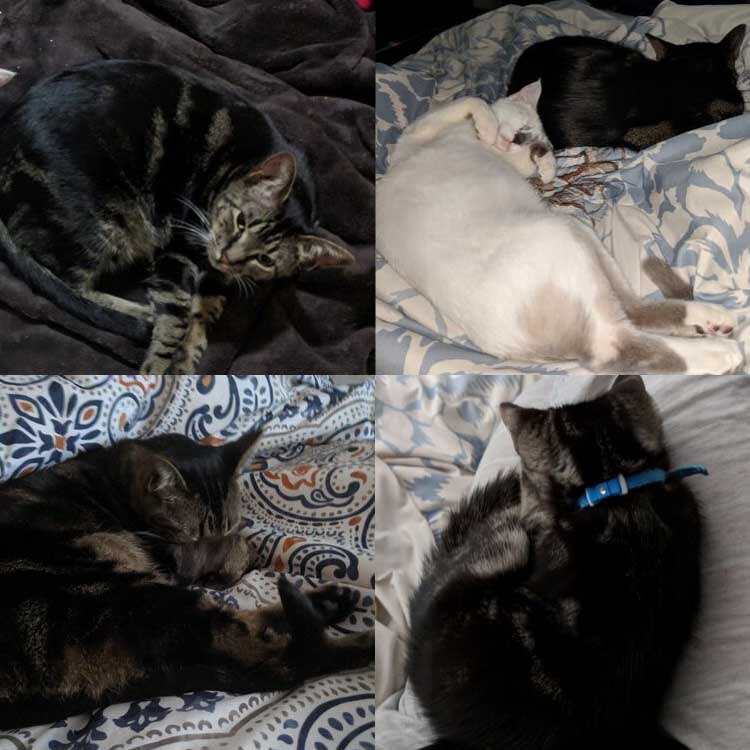 Jasper-Photo-Collage-2