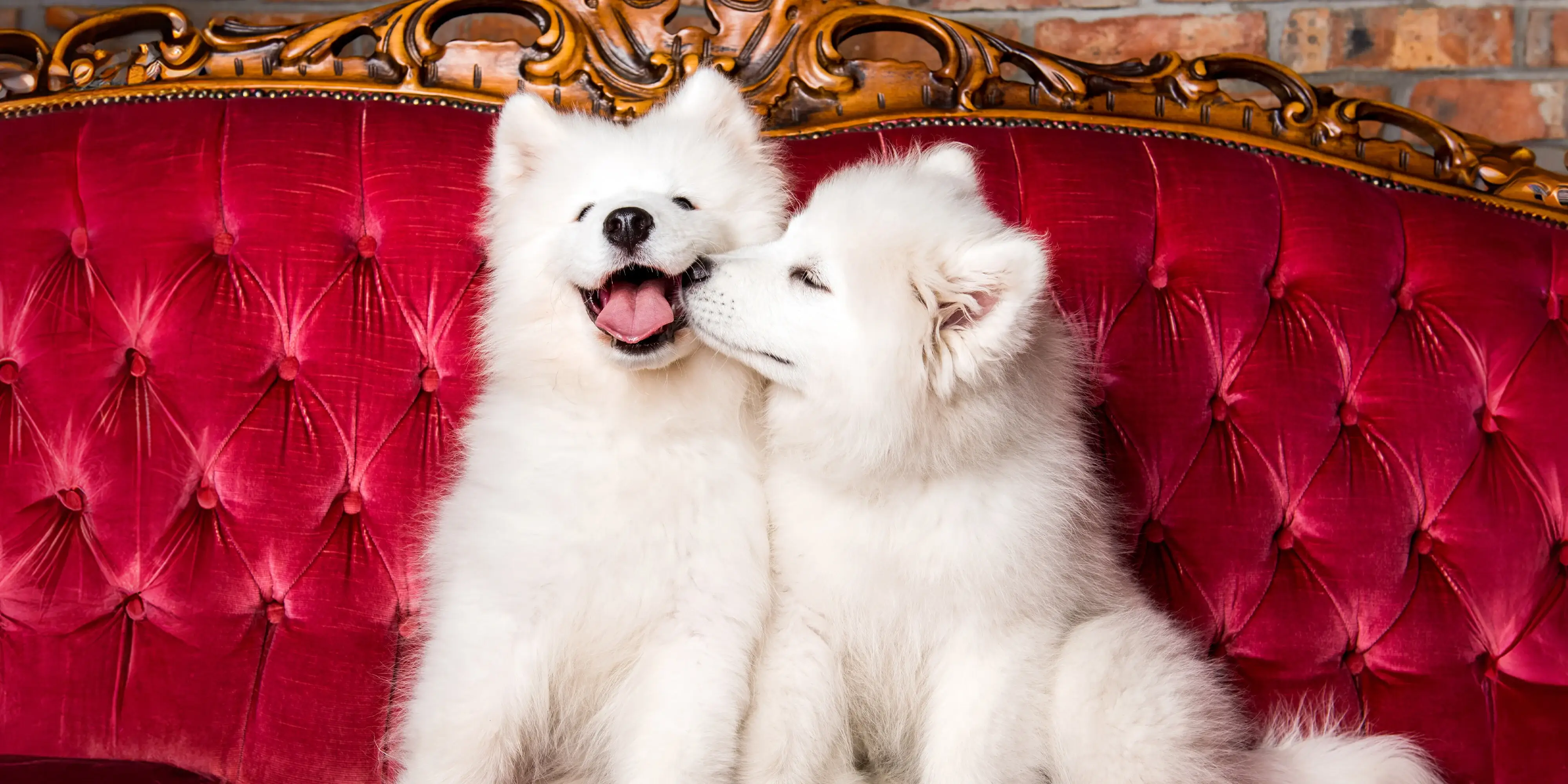 Pet-friendly pets