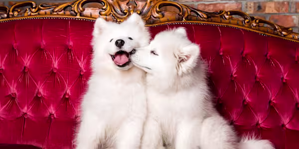 Pet-friendly pets