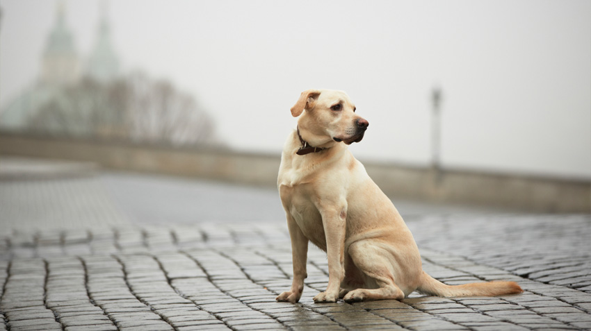 MICROCHIP or GPS COLLAR FOR DOGS: WHAT ARE THEY?, ADVANTAGES AND