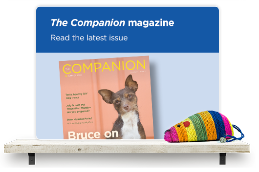 Read the latest issue on our Companion magazine.