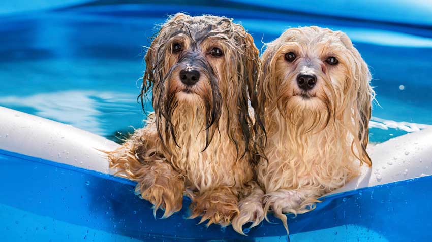 Pets and Summer Activities