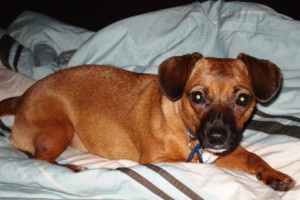 Peanut-6_HS5-300x200