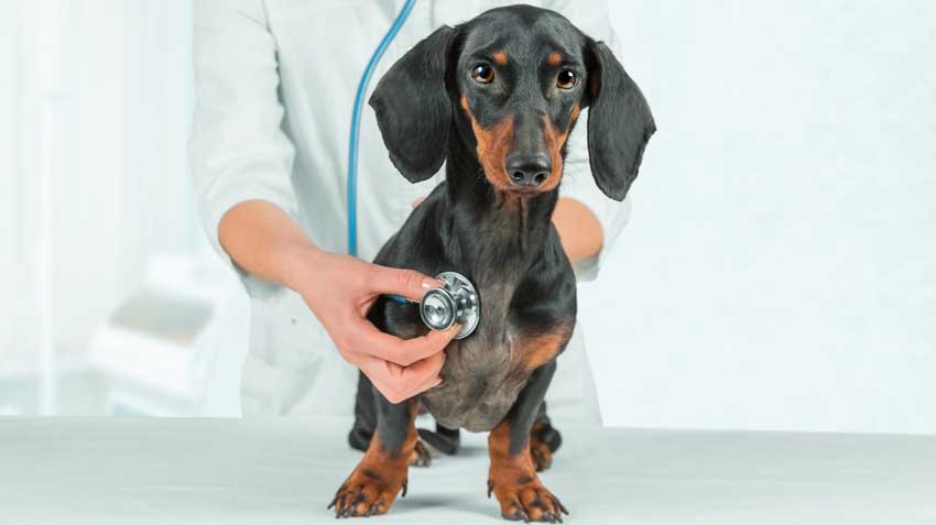 Stress-Free Visits to the Vet