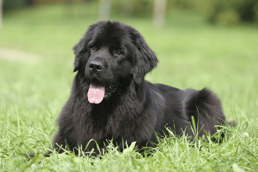 Newfoundland store dog family