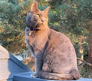 2023-WPN-moira-rose-mcmurderpants-queen-of-hearts