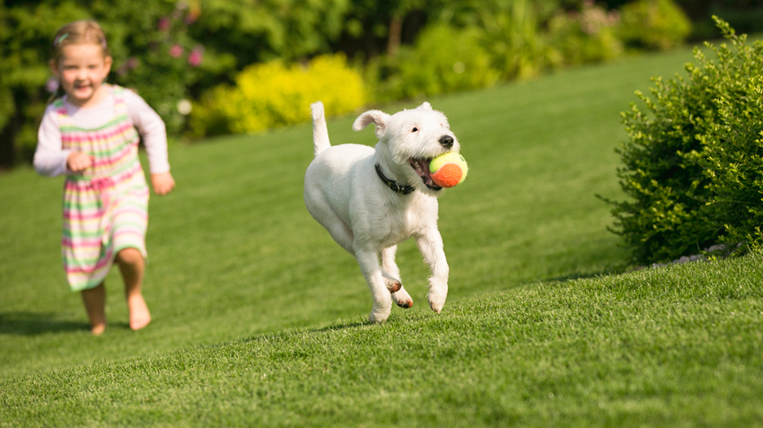 Exercising Family Pets