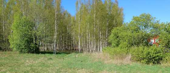 Kuva Keijukaispuiston alueen metsästä. Kuvassa pääasiassa koivuja.