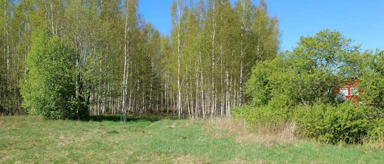 Kuva Keijukaispuiston alueen metsästä. Kuvassa pääasiassa koivuja.