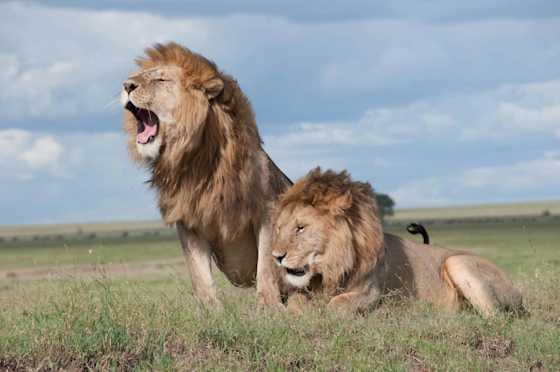 Kuvassa on kaksi urosleijonaa savannilla. Toinen istuu ja karjuu, toinen makaa. A pride of lions