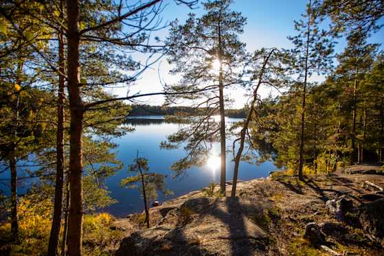Puita kalliolla, taustalla järvi.
