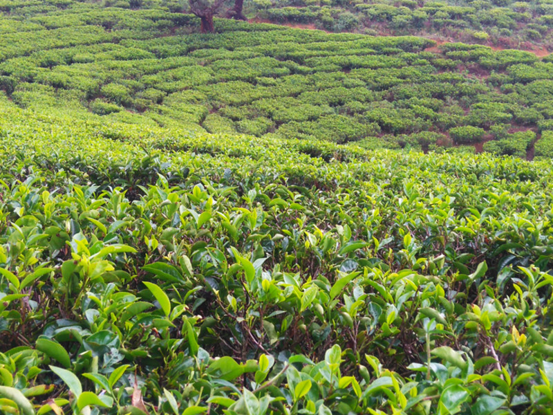 Picking tea in Ella