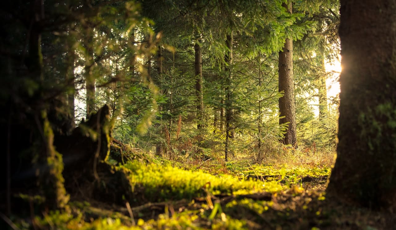 Forest Research and Outreach