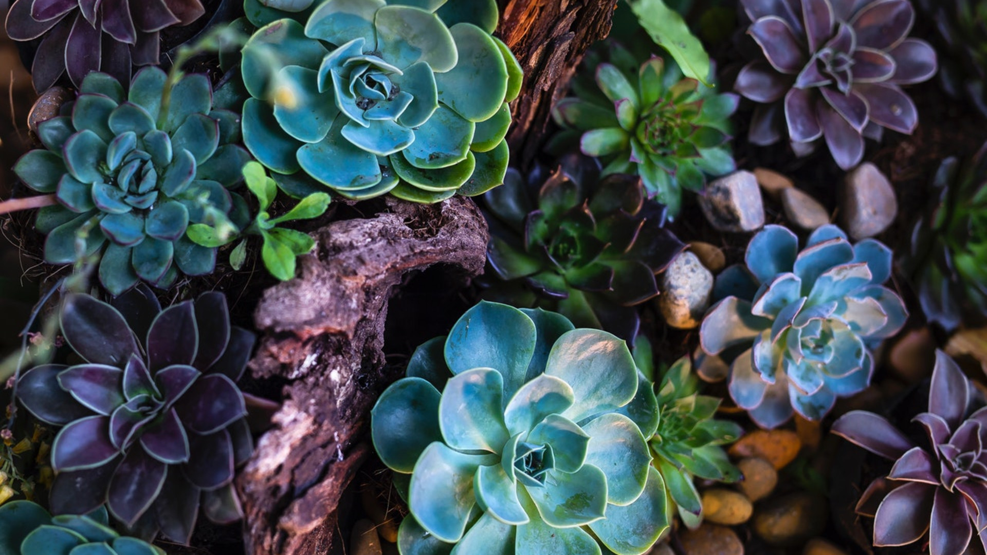 How To Not Kill Your Succulent