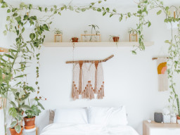 Prettiest Climbing Houseplants with Vines