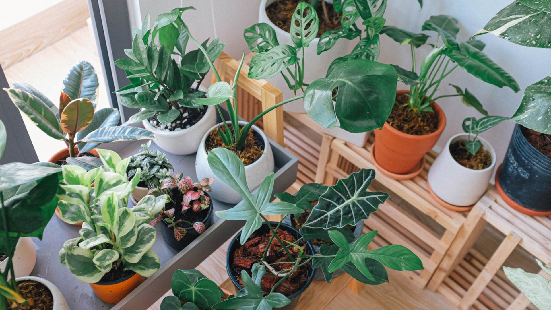 How To Care For Your Houseplants in The Spring