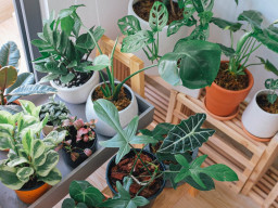 How To Care For Your Houseplants in The Spring