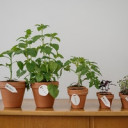 Indoor Plants - Photo of Potted Plants on Wooden Table