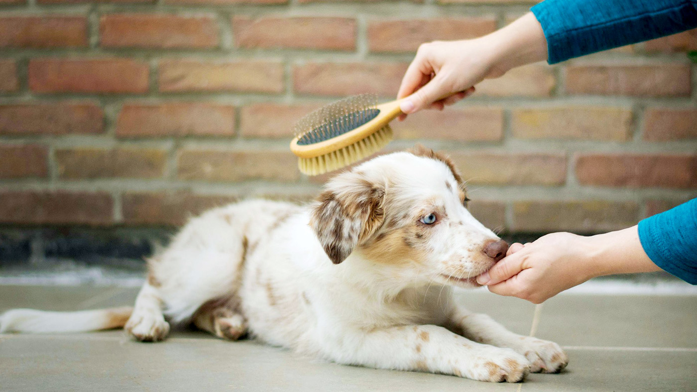 ブラッシングされる青い目の犬の画像