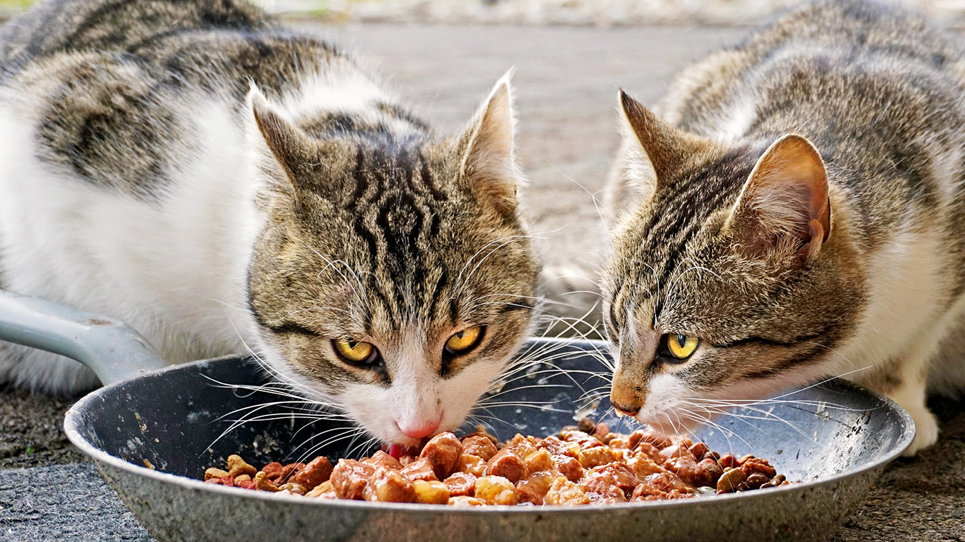 ウェットフードを分け合う2頭の猫たちの画像