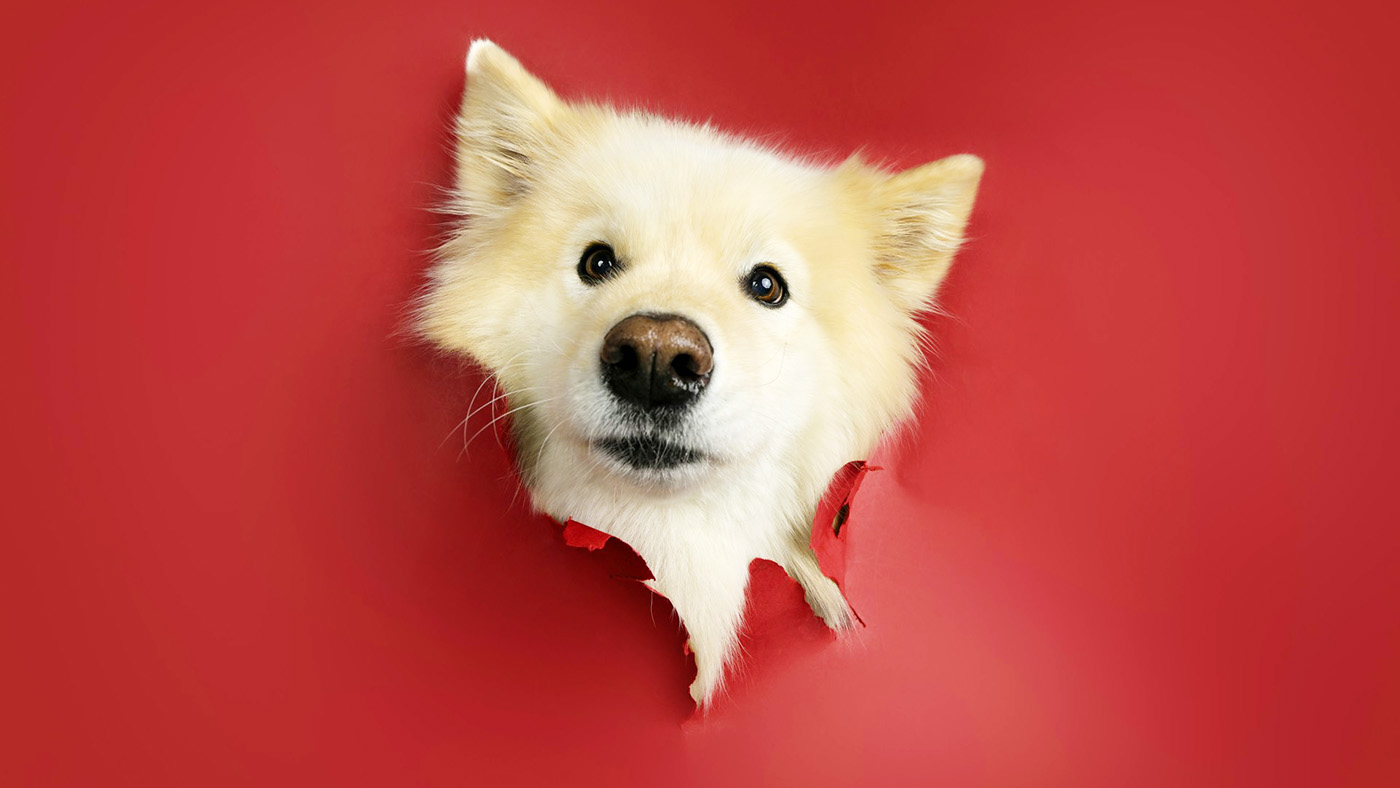 真っ赤な壁紙から顔を出す犬の画像