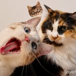 ビビニコラッキーのプロフィール画像