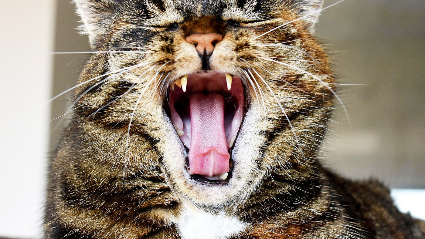 大口を開けた猫の画像