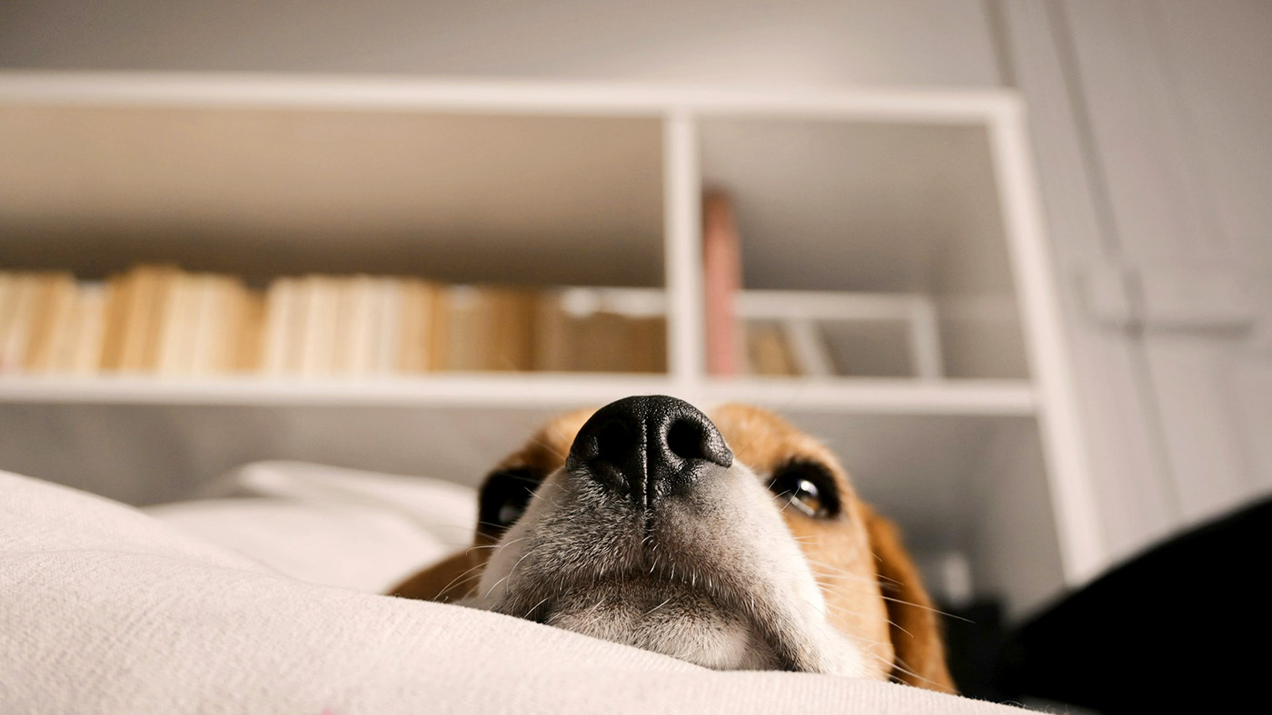 考える犬の画像