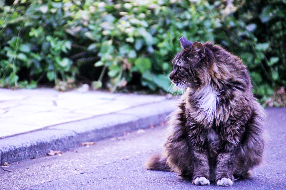 井の頭公園の猫