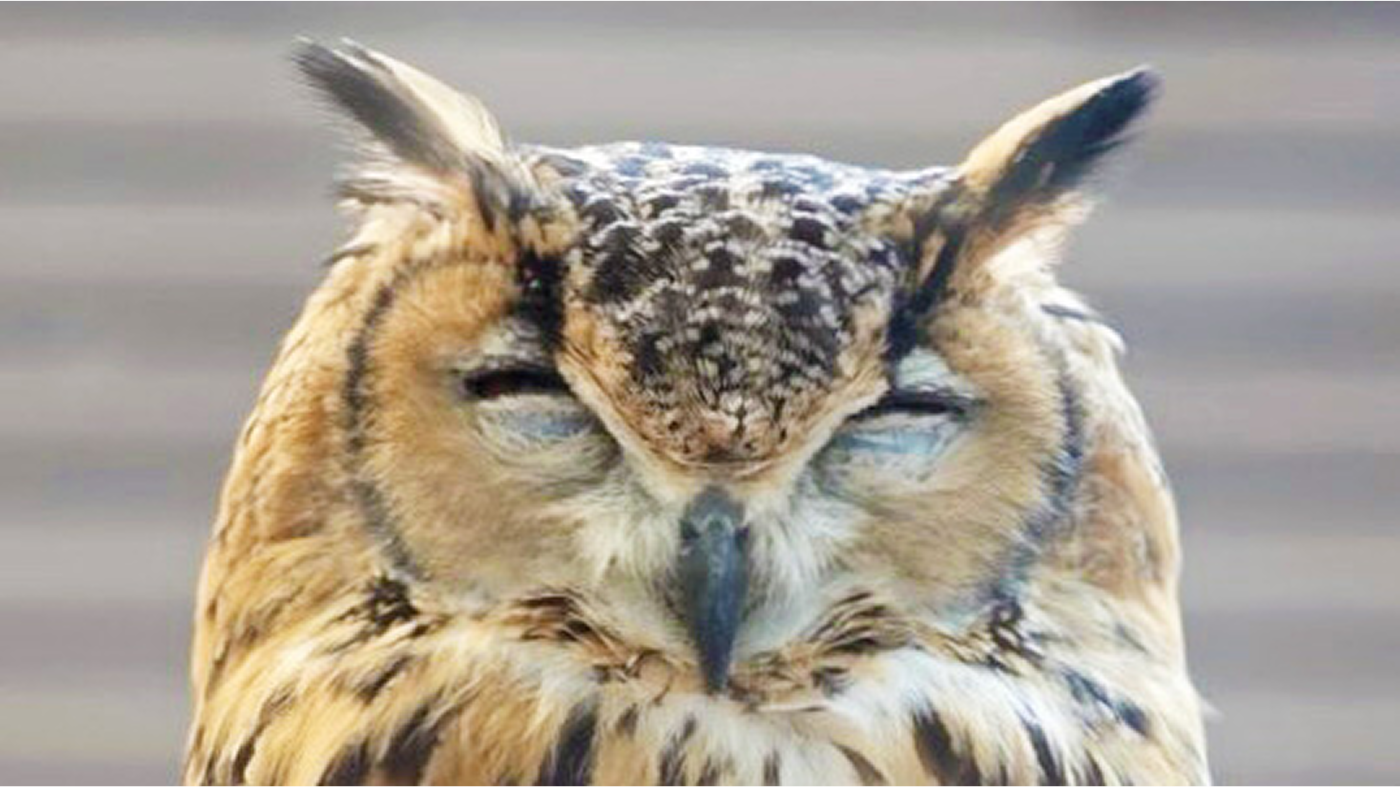 にっこりするベンガルワシミミズクのガルー